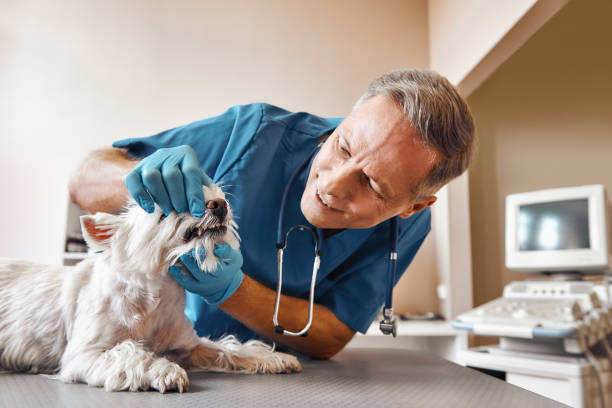 Best Mobile Emergency Dentist in Princeton, IL